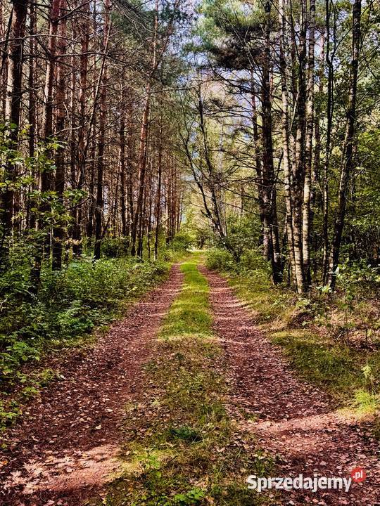 Wyjątkowa działka 242 ha wśród zieleni Cisza