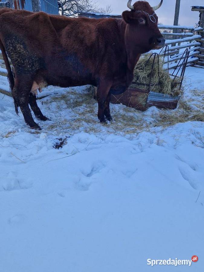 Sprzedam krowę mleczną Suwałki