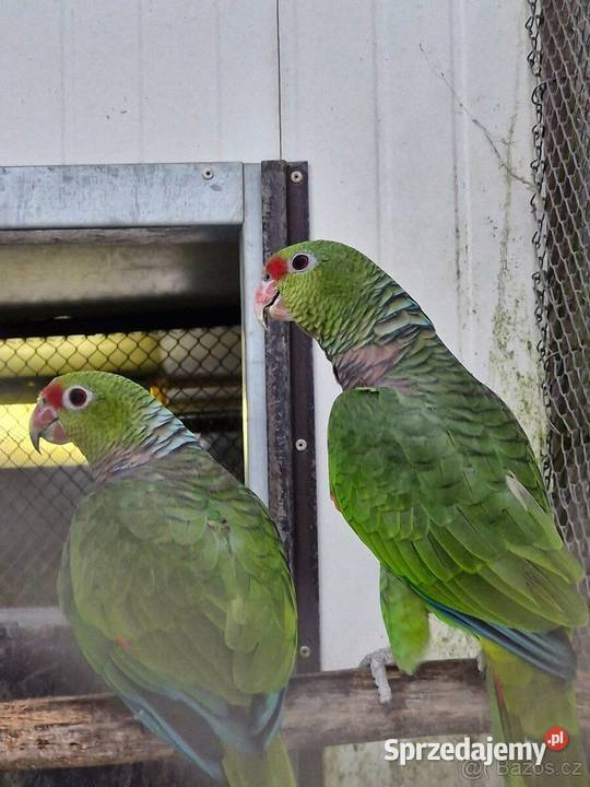 Sprzedam dwie Pary Amazonek małopolskie