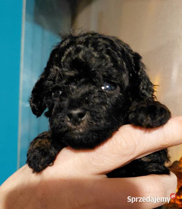 Pudel toy suczka phantom sprzedam