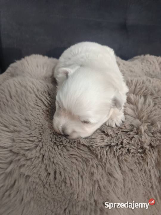 west highland white terrier suczka z rodowodami podkarpackie