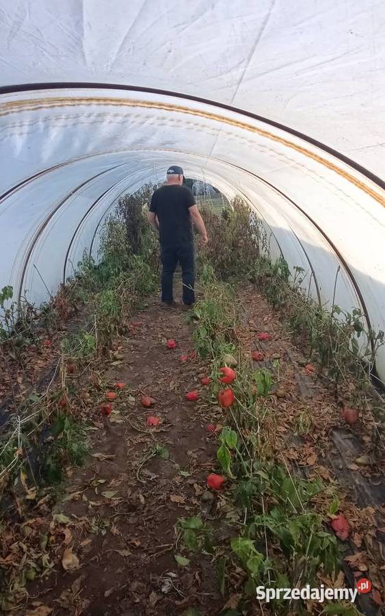 Tunel foliowy konstrukcje segmenty Wawrzeńczyce