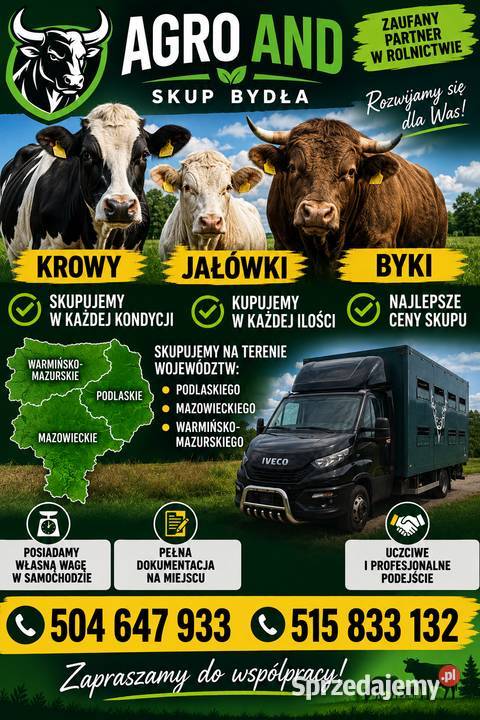 Skup Bydła KrowyBykiJałówki Bydło Poświętne