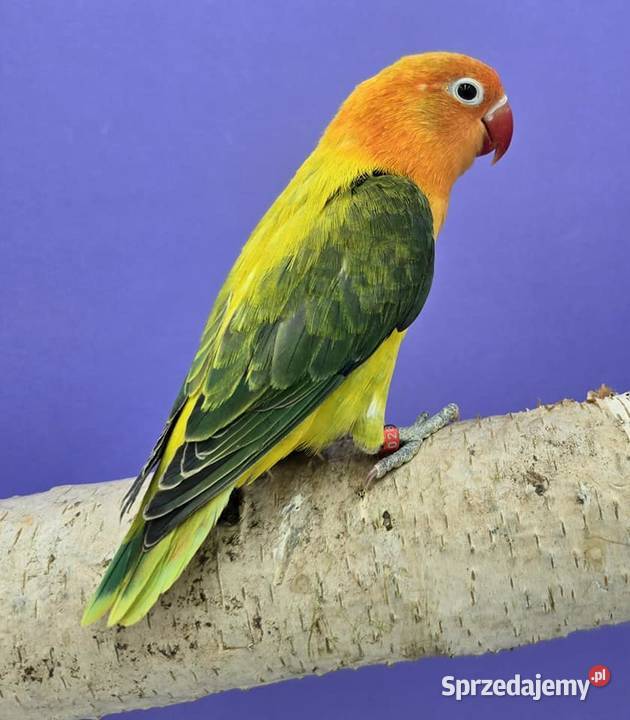 Nierozłączka Fischer młode łatwo się oswajają i Poznań