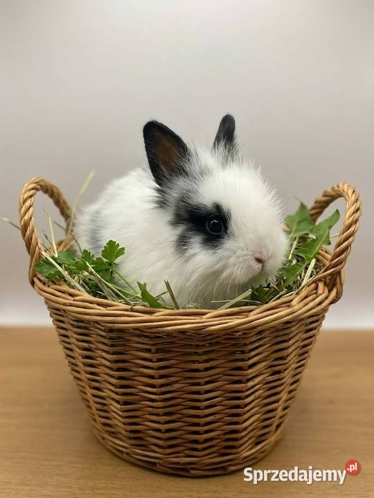 Króliki miniaturowe TEDDY przeurocze oswojone Starachowice