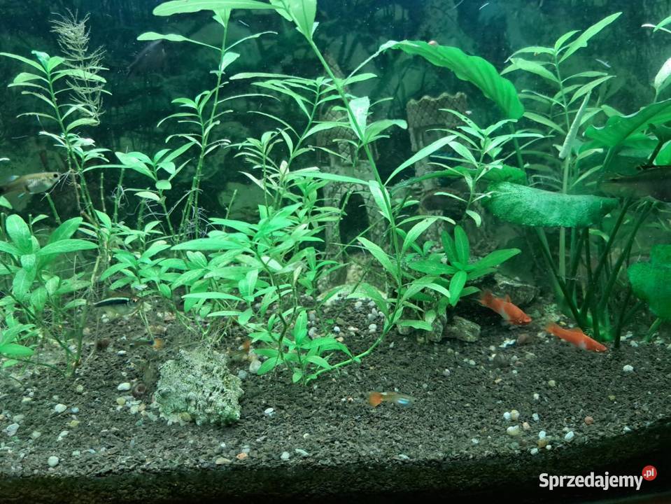 Sprzedam duży akwarium Warszawa
