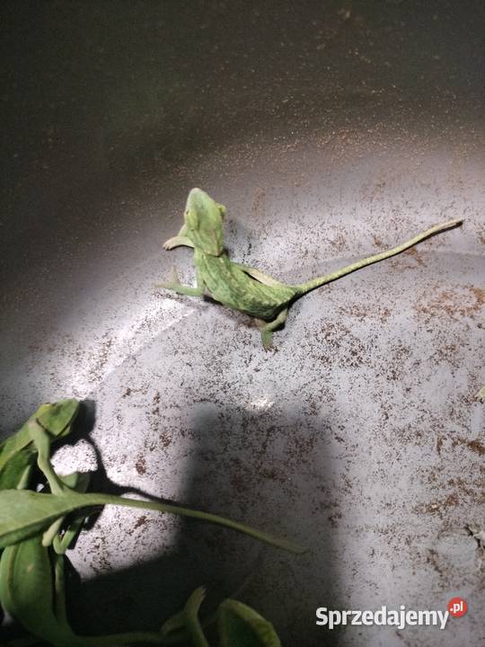 Młode kameleony Rybnik sprzedam