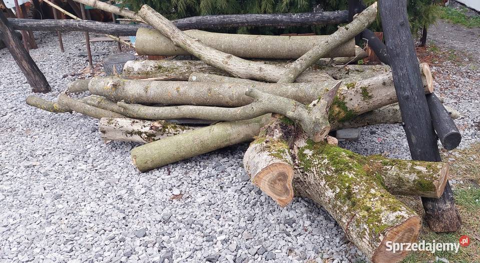 Orzech Wloski Drzewo Opole Lubelskie