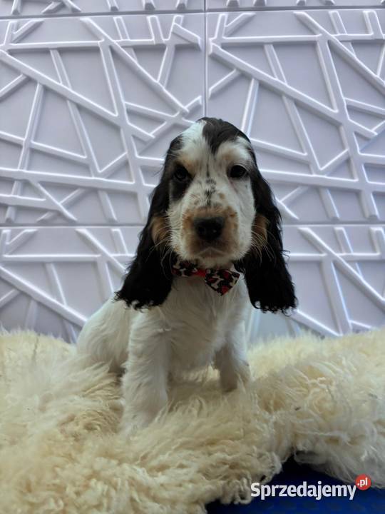 Cocker spaniel angielski