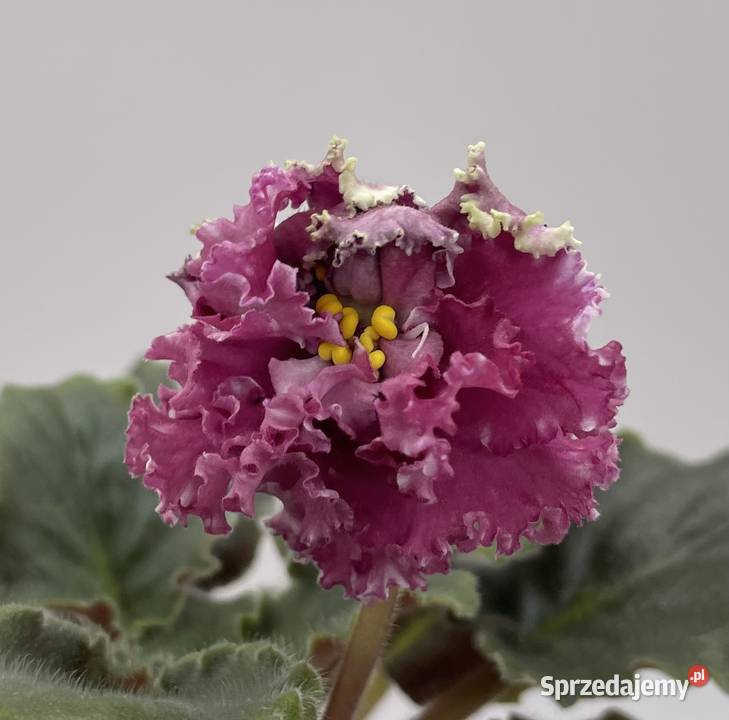 Fiołek afrykański kwitnąca sadzonka