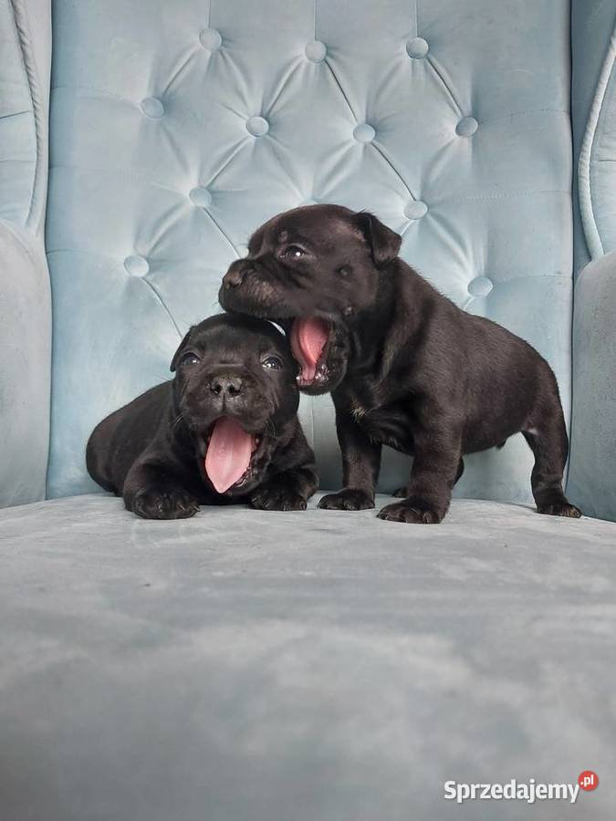 Staffiki Staffordshire buulterier Wieliczka