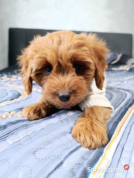 Cavapoo Suczka Szczaworyż