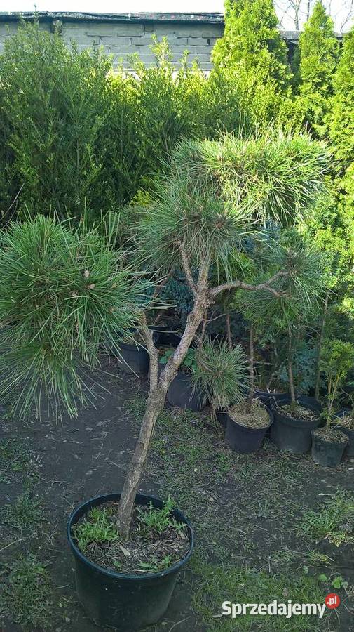Iglaki Formowane Bonsai mazowieckie Mszczonów