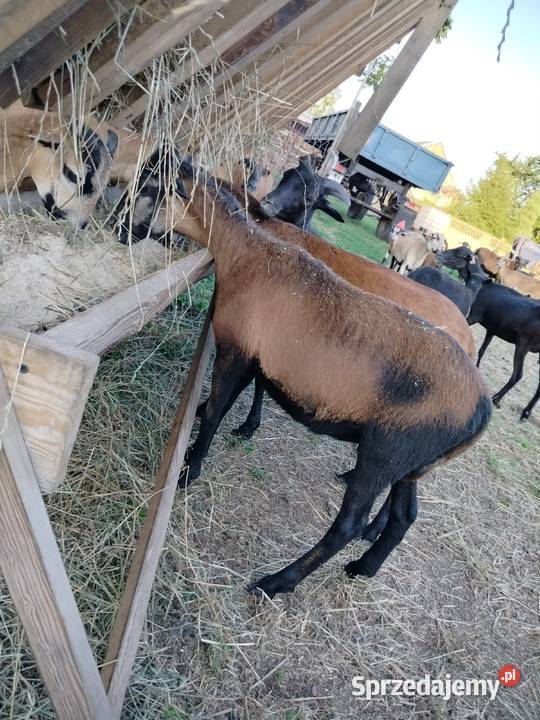 Baranki kameruńskie z maja Cykarzew Północny sprzedam