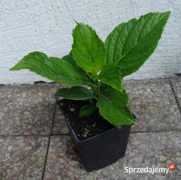 HORTENSJA OGRODOWA IZU NO HANA sadzonki w Rośliny Ustronie