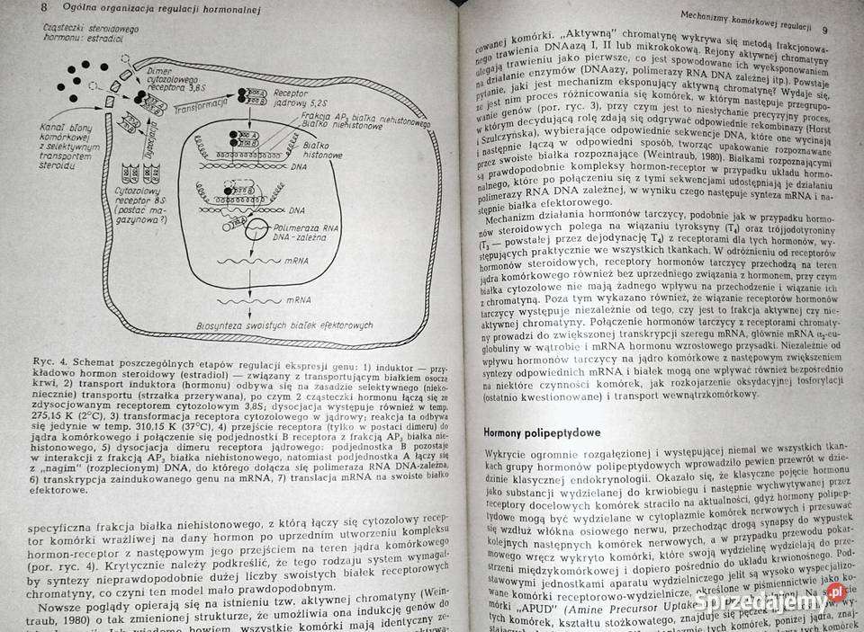 Endokrynologia kliniczna Tom 1 Walenty Hartwig Chełm