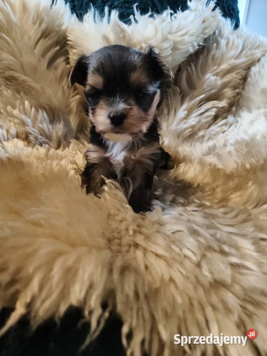 yorkshire terrier chłopiec trikolor Kraków