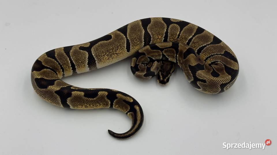 Enchi Yellow belly samica Pyton królewski regius Chorzów