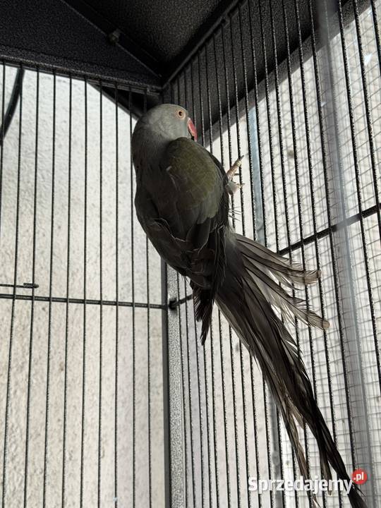 Aleksandretta obrożna