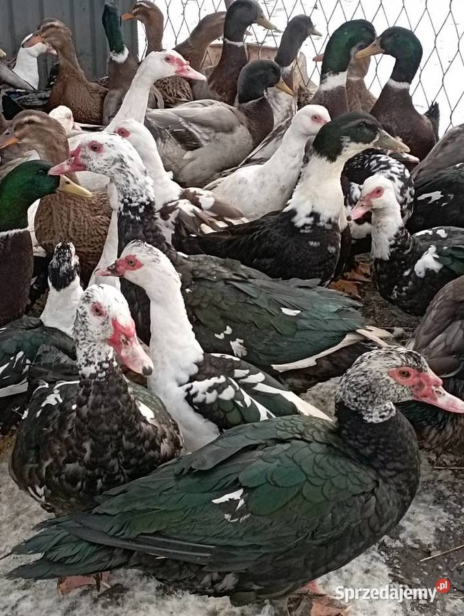 ŻYWE Kaczory Kaczki sporo sztuk MIX Do UbojuChów Golasowice