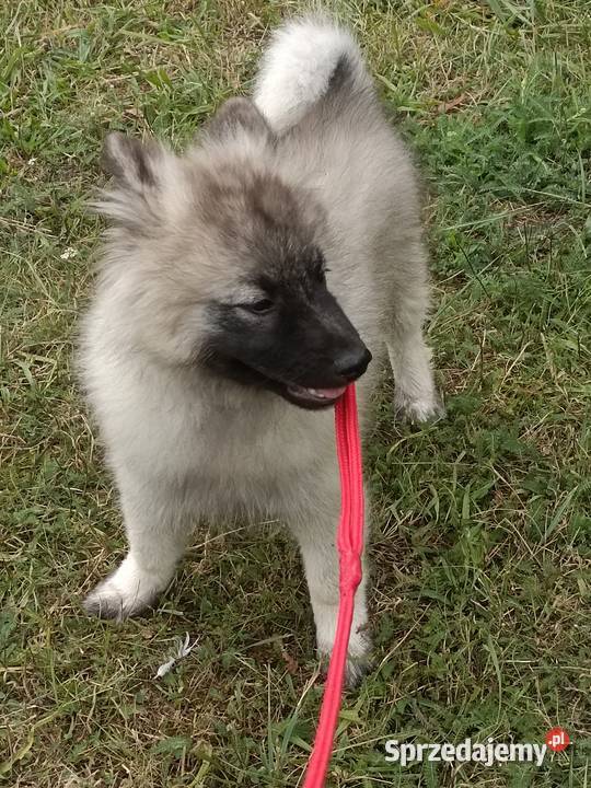 Szczeniak Szpic wilczy wolfspitze FCI ZKWP opolskie Brzęczkowice