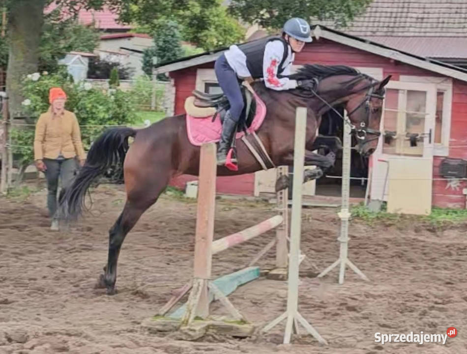 ChatGPT powiedział Młoda klacz z potencjałem Zwierzęta wielkopolskie Czarnków