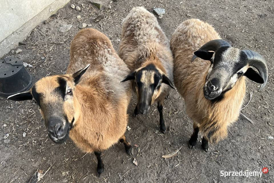 Owce kameruńskie owca kameruńska baran Poddębice