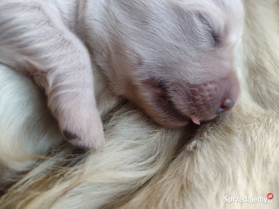 Golden Retriever szczeniaki ZKwPFCI suczka Wieluń