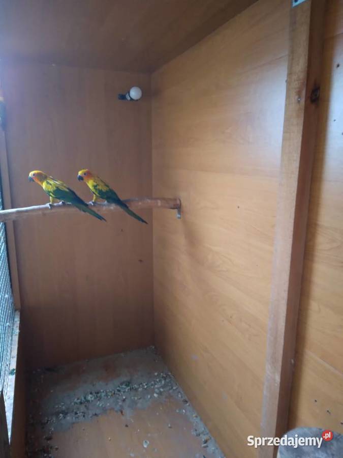 Konury słoneczne 23r i 25r Prusinowo