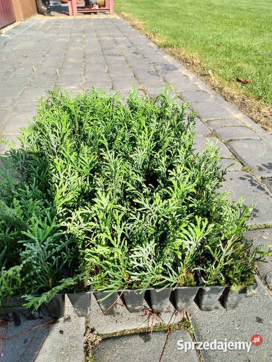 Tuja sadzonki multiplaty lubelskie Choszczów sprzedam