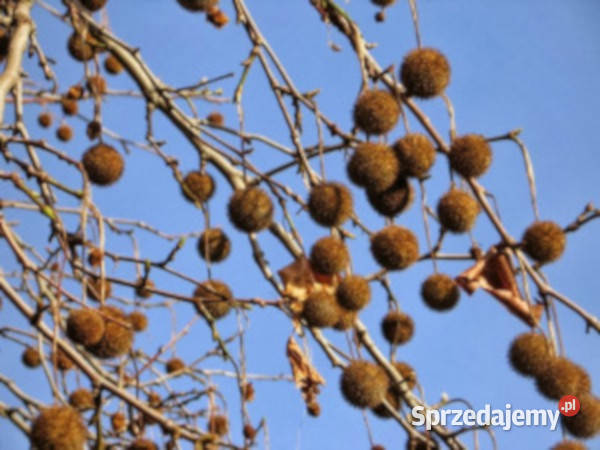 PLATAN KLONIASTY Platanus acerifolia NASIONA Lubanie