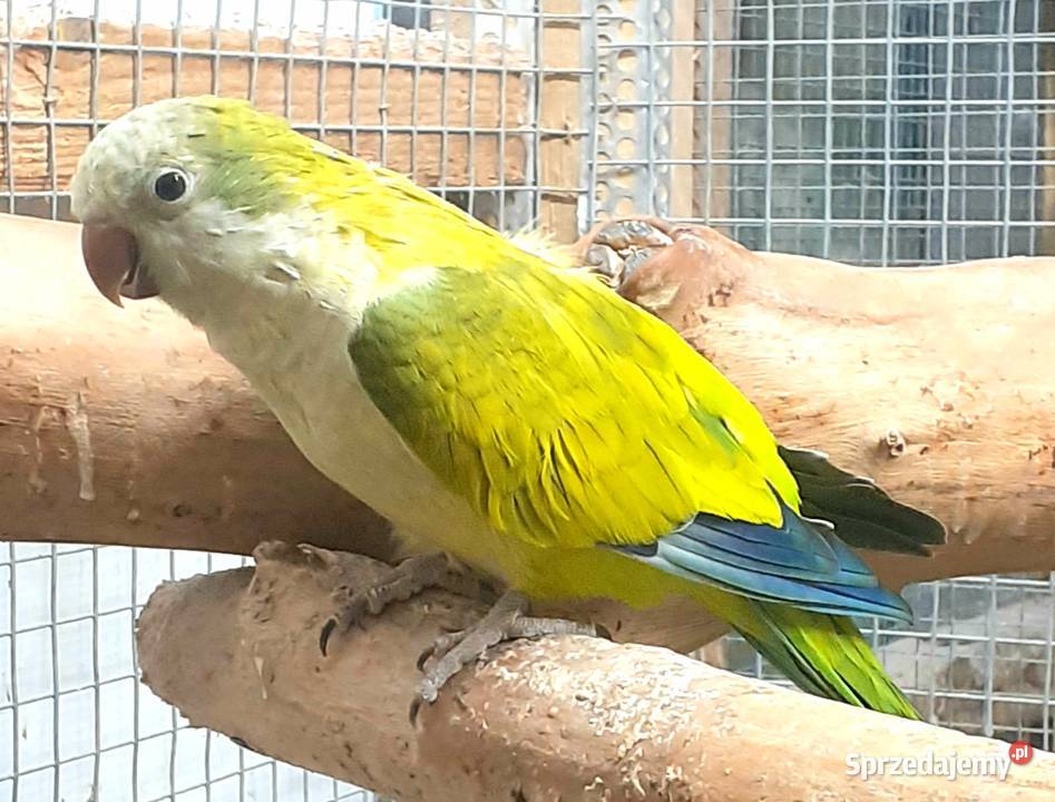 Papuga Mnicha nizinna Warszawa