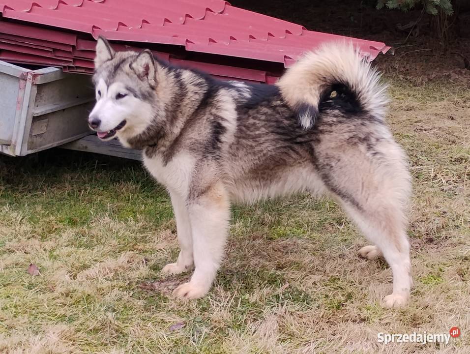 Alaskan Malamute suczka Pozostałe lubelskie Lublin