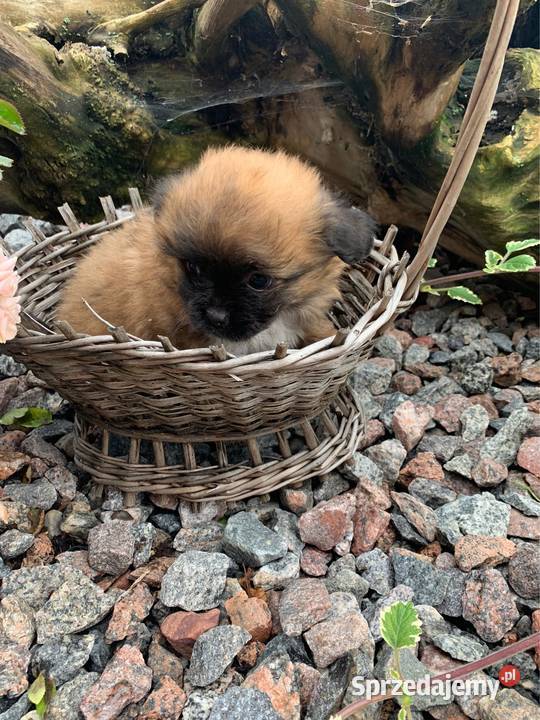 Śliczna hybryda shih tzu sunia mazowieckie Leoncin