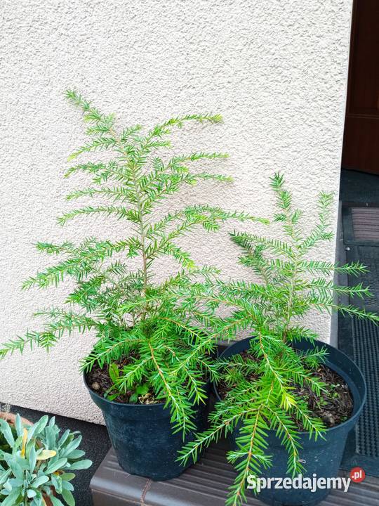 Mahonia i inne krzewy i iglaki Białystok