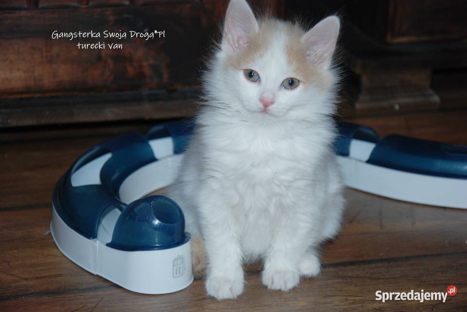 Gangsterka Swoją Drogą turecki van Zawiercie