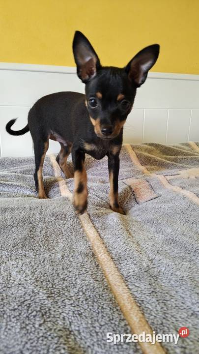 Szczenięta Toy Terrier Zwierzęta Piotrków Trybunalski