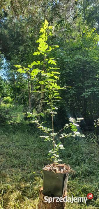 Kolczasty i tani żywopłot obronny Crataegus lubelskie