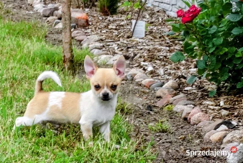 Chihuahua Września