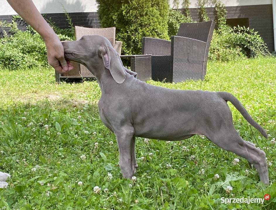Wyżeł weimarski FCI suczka Gołcza