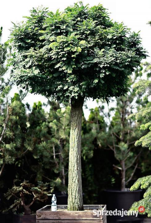 Drzewo Akacja Robinia akacjowa 350 w donicy 500L łódzkie Skierniewice
