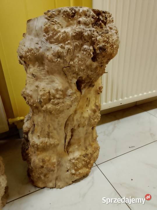 Czeczot topola klon Nowy Tomyśl