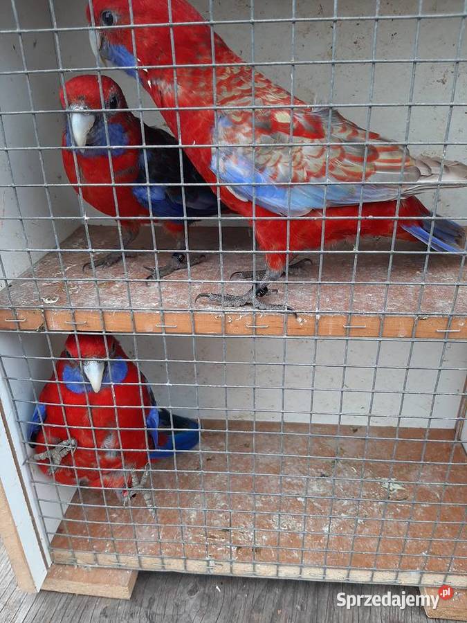 Rozella królewska i białolica Czerwionka-Leszczyny sprzedam