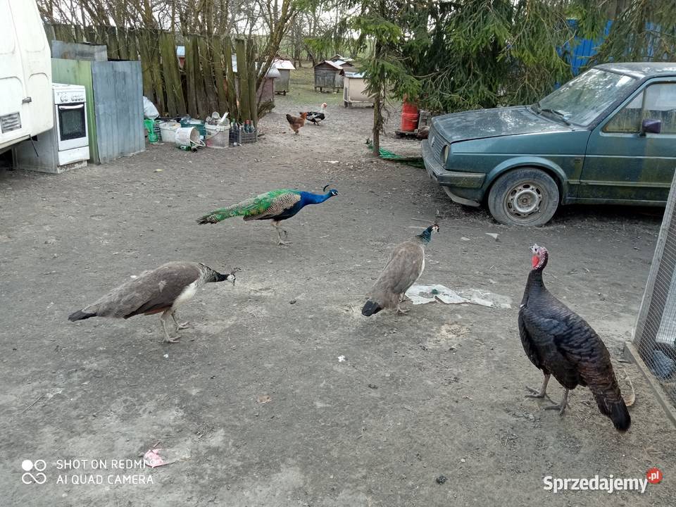 Pawie samice dorosłe 2 3 letnie wysyłam sprzedam