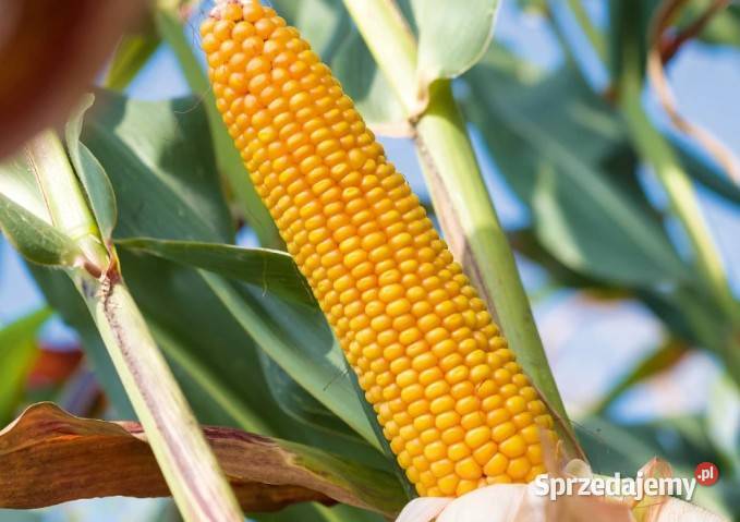 Nasiona kukurydzy SM ROKITA kiszonka Kalisz