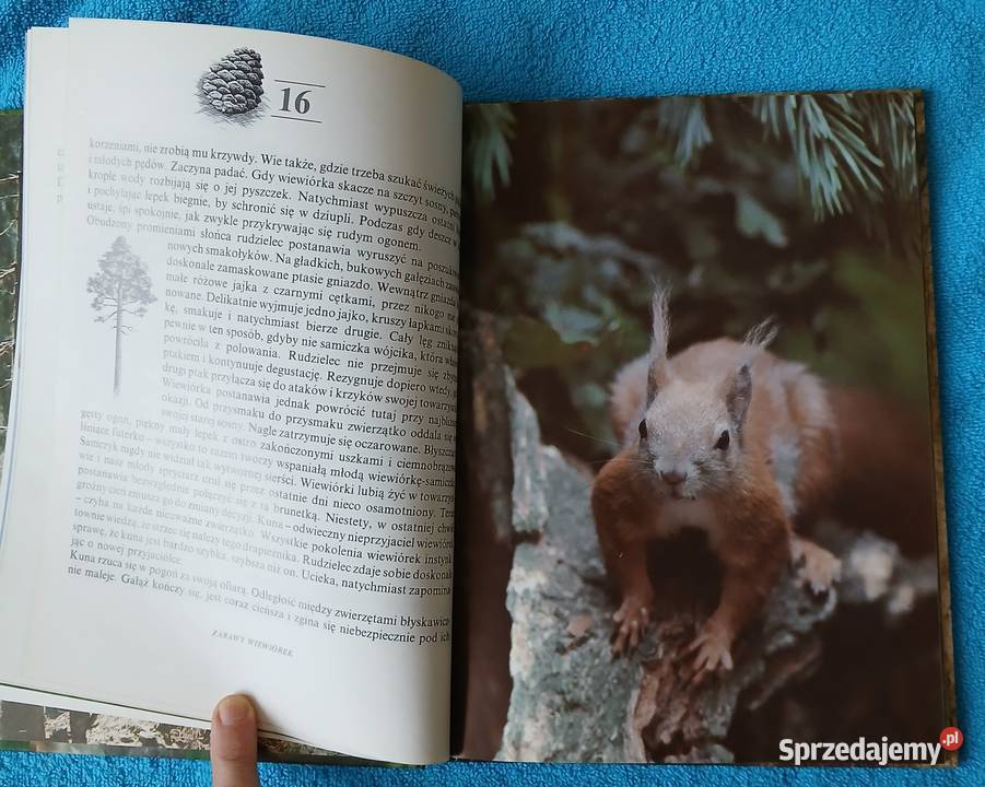 Leśne zwierzęta Twarda okładka ISBN 8085163586 Bytom sprzedam