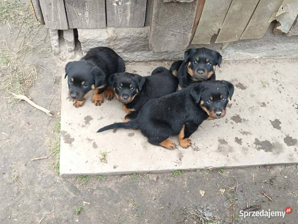 Rottweiler Szczenięta z Rodowodem Iłża