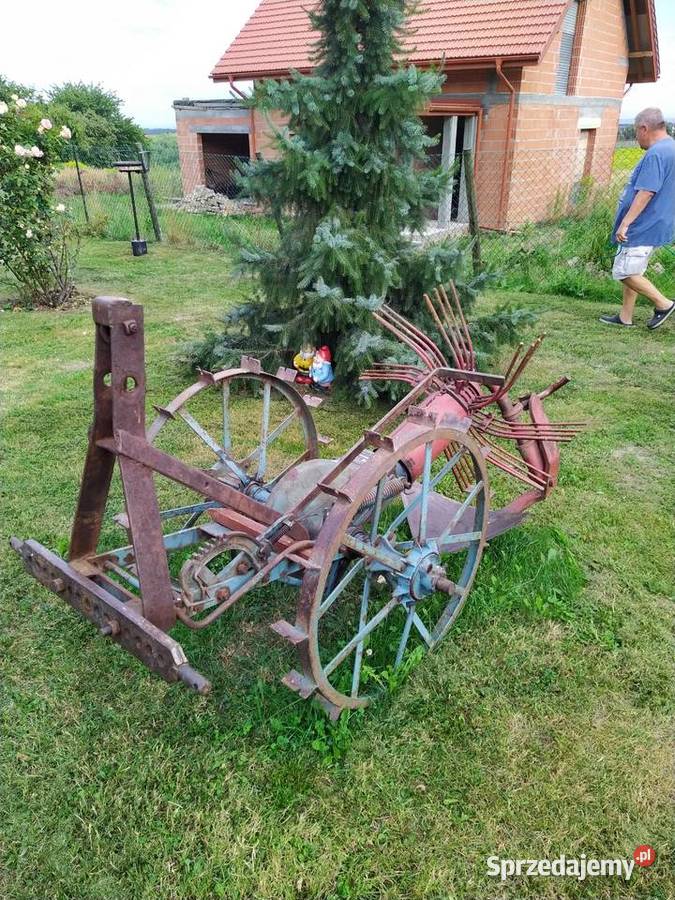 Kopaczka konna Michałowice