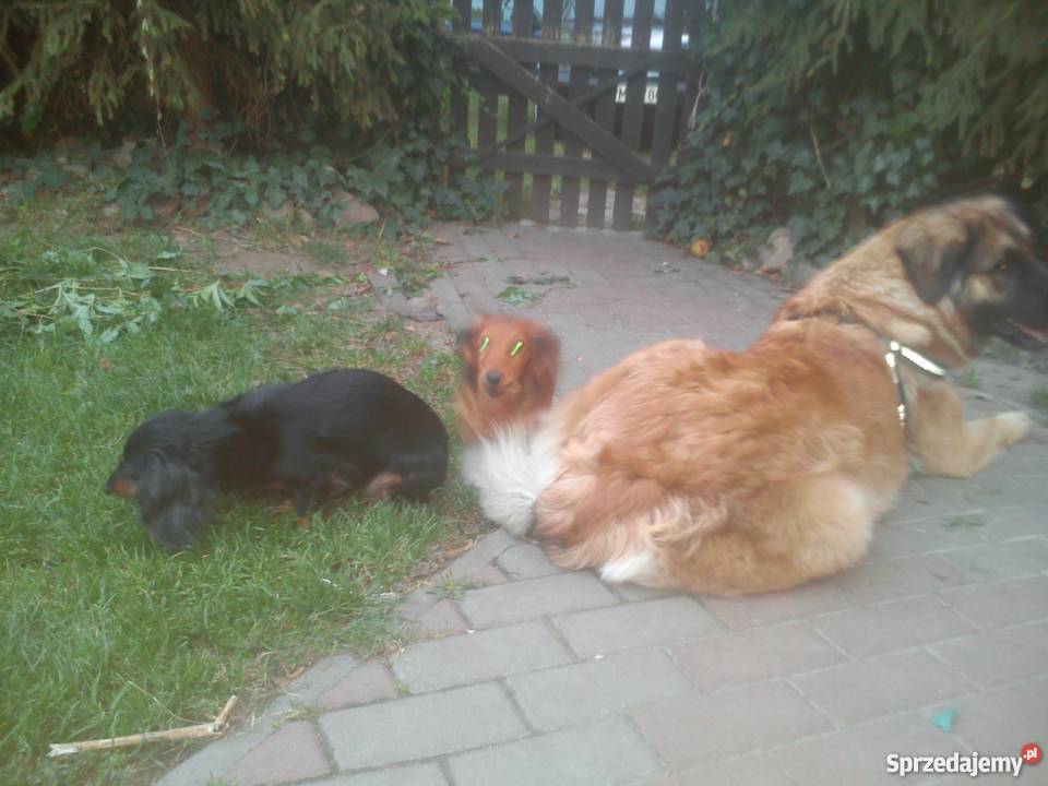 Leonberger wielkopolskie