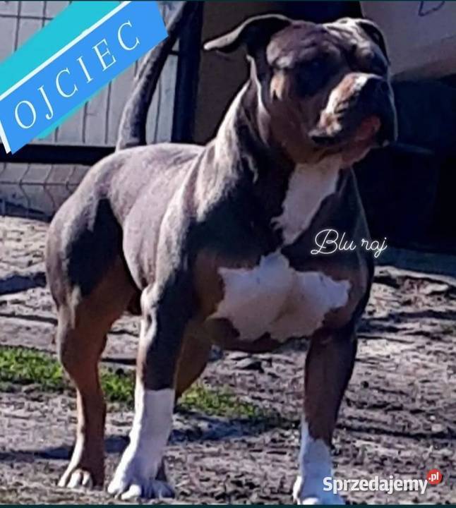 Amstafy TRICOLOR DO REZERWACJI Dęblin